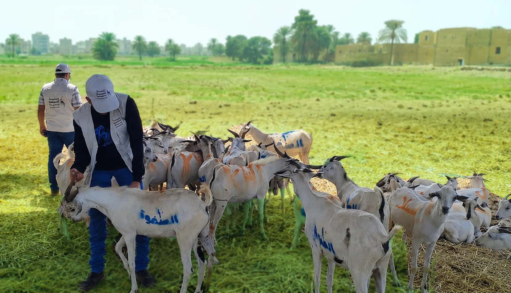مشروع اضاحي العيد السنوي